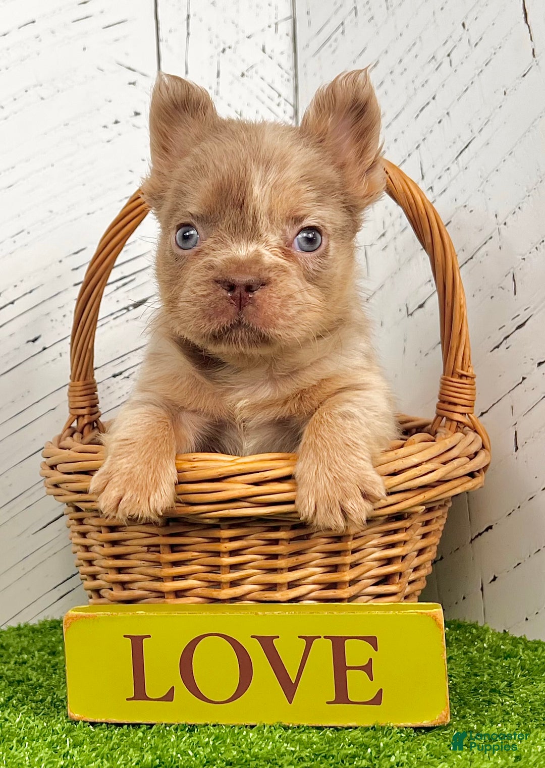 French Bulldog dogs for sale: Mack - Ad 3