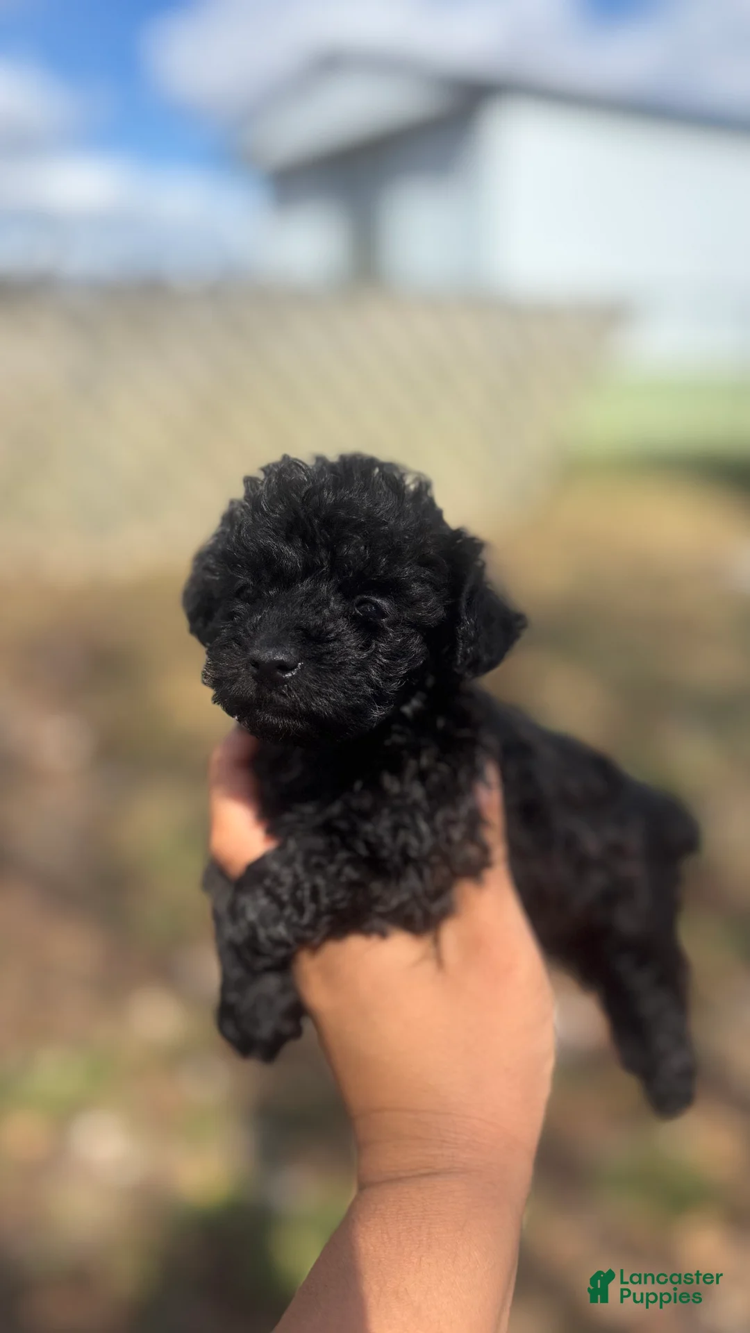 Toy Poodle dogs for sale: Lilac  - Ad 9