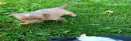 Mini Aussiedoodle dogs for sale: Penny  - Ad 4