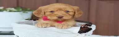 Miniature Golden Retriever Puppy 4