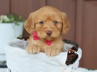 Miniature Golden Retriever dogs for sale: Miniature Golden Retriever Puppy 4 - Ad 4