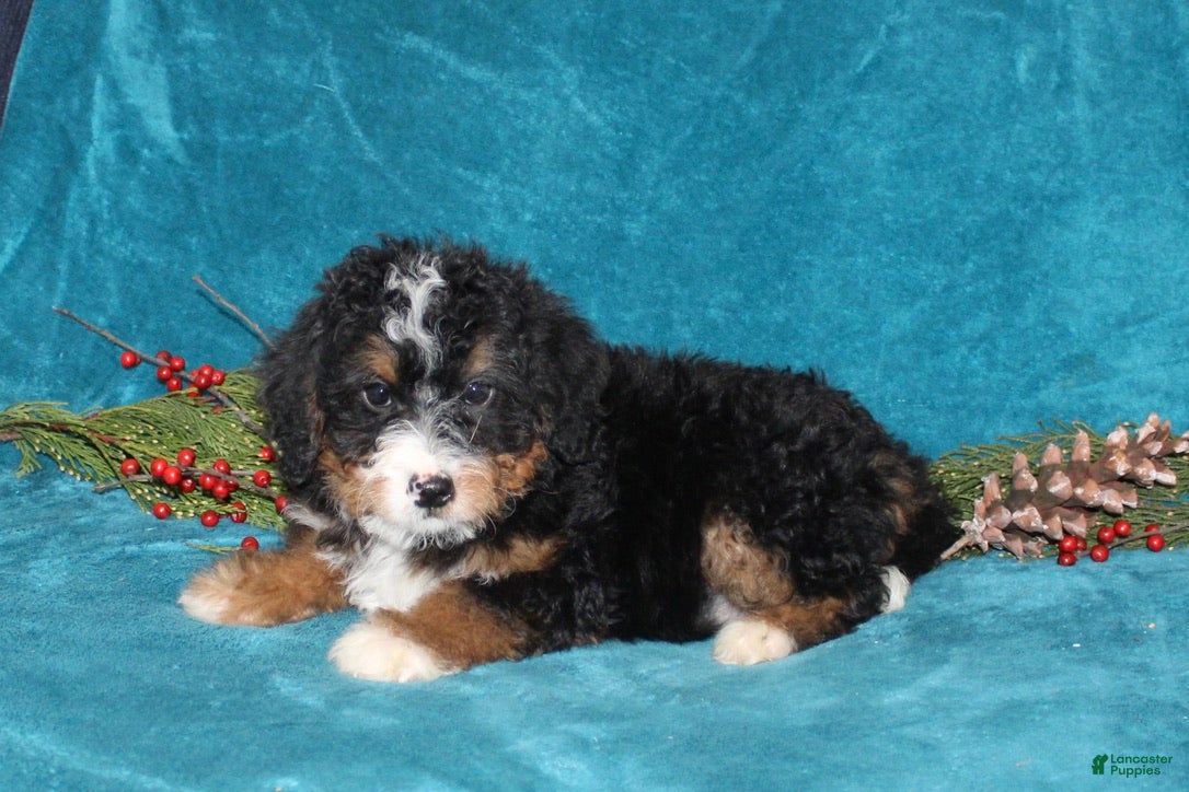 Mini Bernedoodle dogs Rover - Ad 36