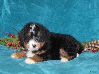 Mini Bernedoodle dogs Rover - Ad 36