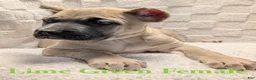 Cane Corso dogs for sale: Lime Green  - Ad 4
