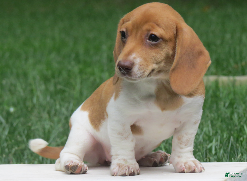 Miniature Dachshund dogs Jewel - Ad 1