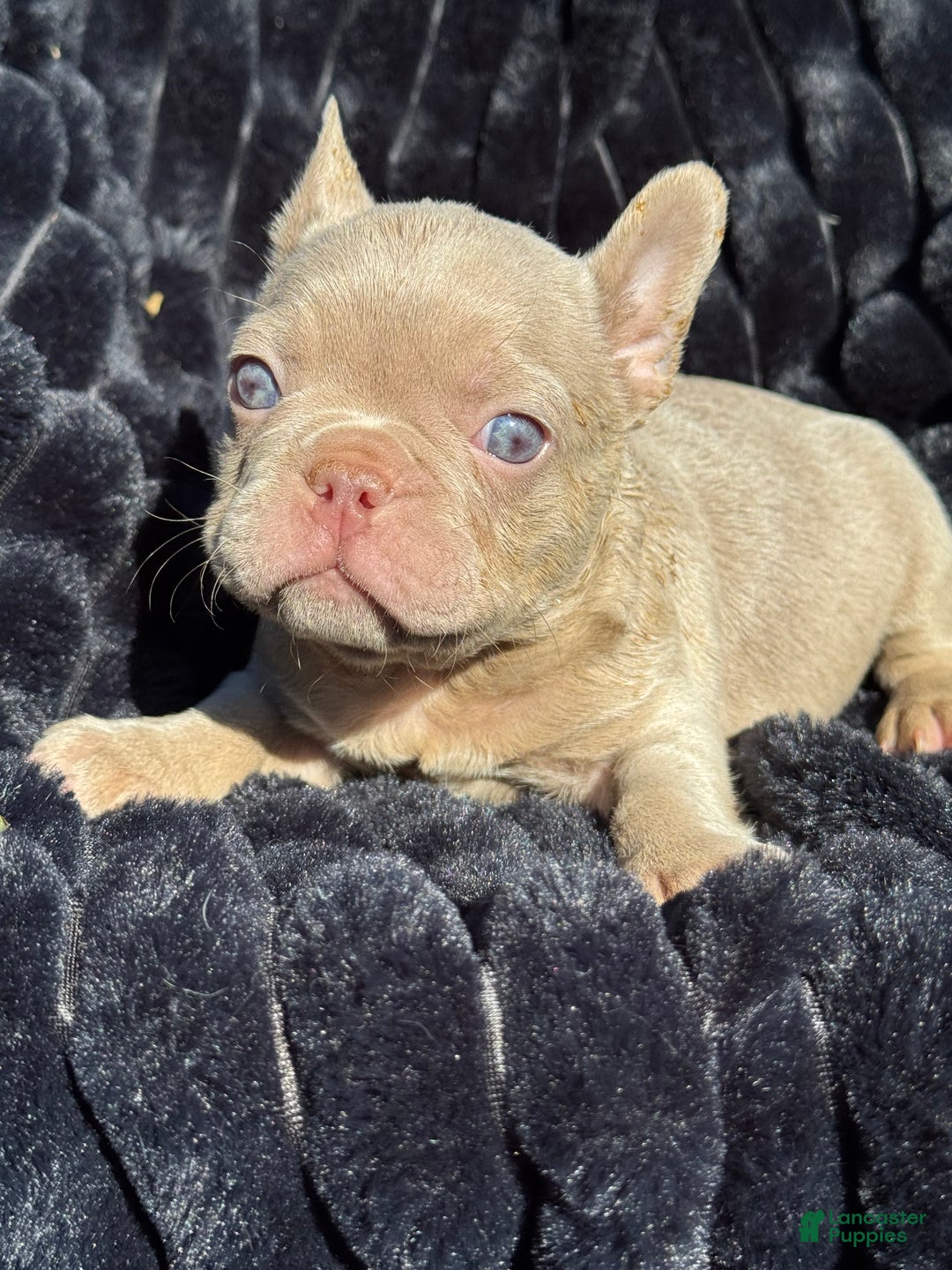 French Bulldog dogs for sale: French Bulldog Puppy 1 - Ad 2