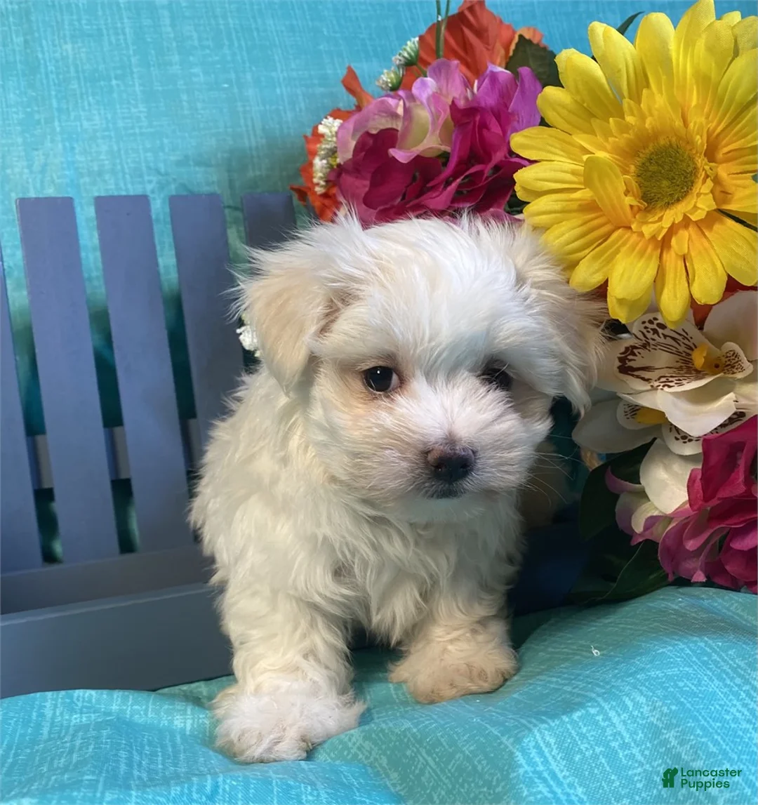 Maltese dogs for sale: Maltese Puppy 1 - Ad 2