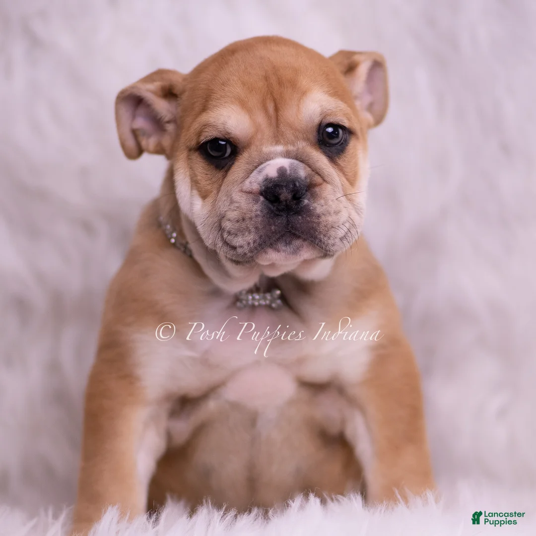 English Bulldog dogs for sale: Hulk - Ad 2