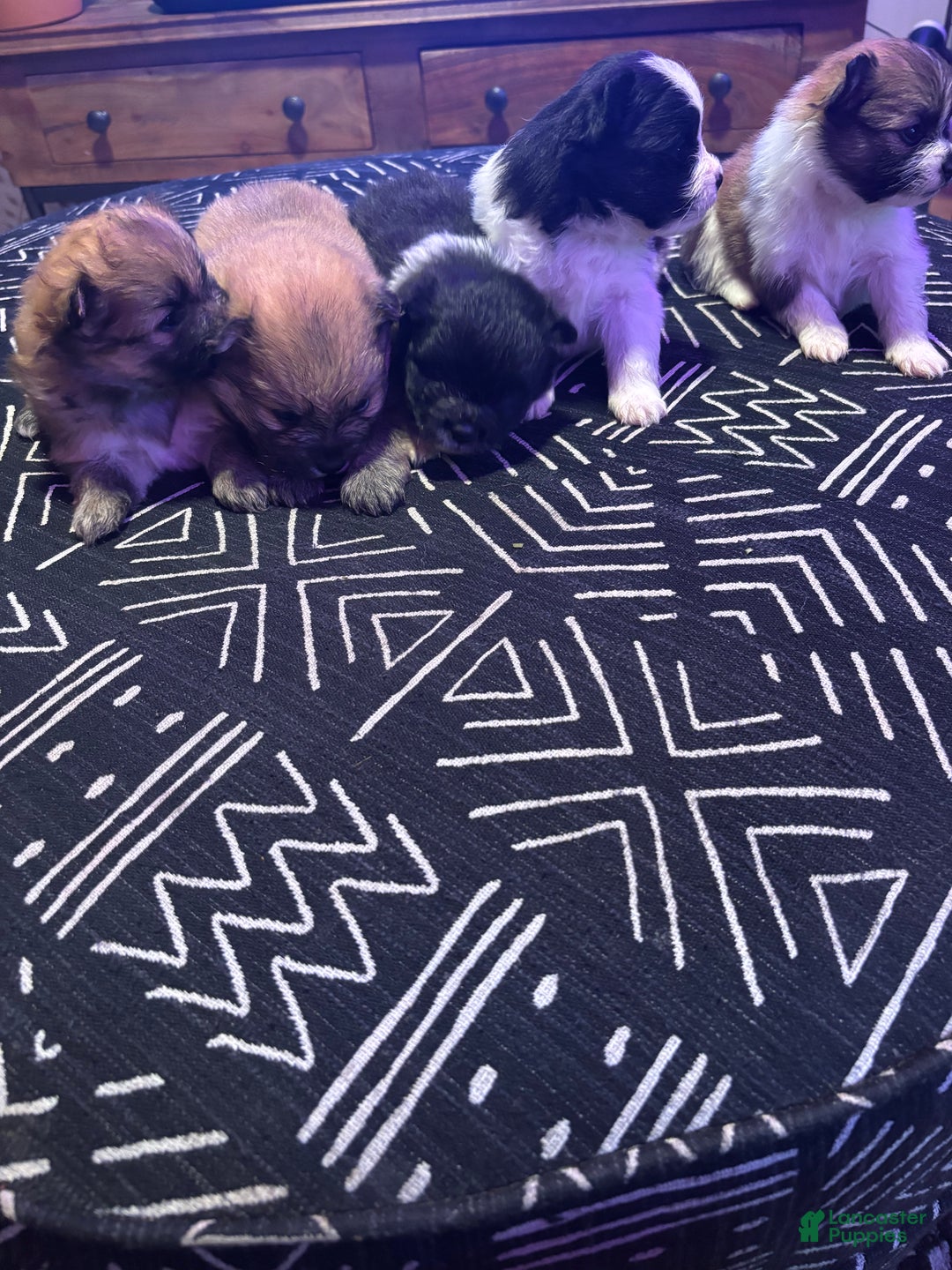 Pomeranian dogs for sale: Sparkles - Ad 9
