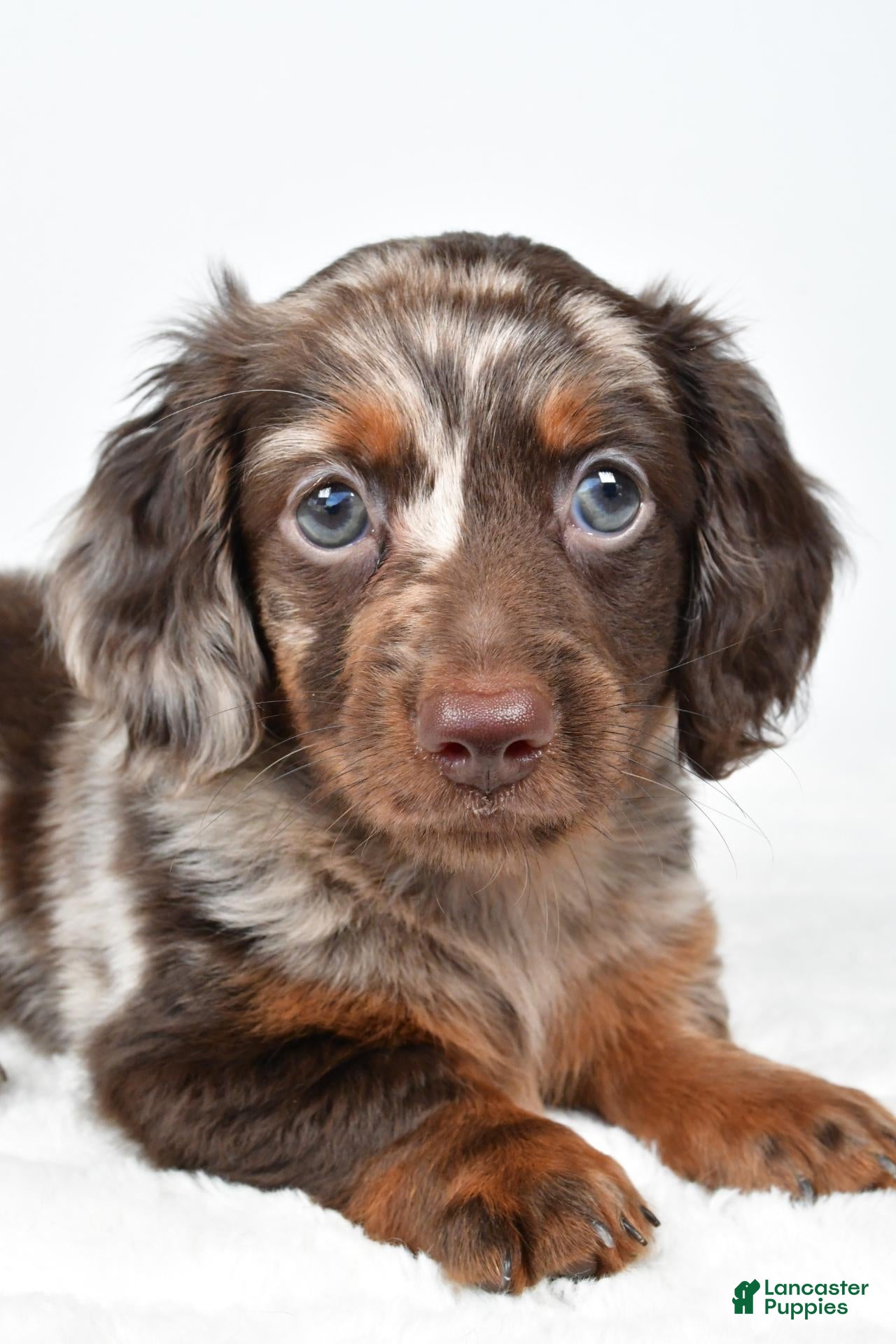 Miniature Dachshund dogs for sale: Freddy - Ad 2
