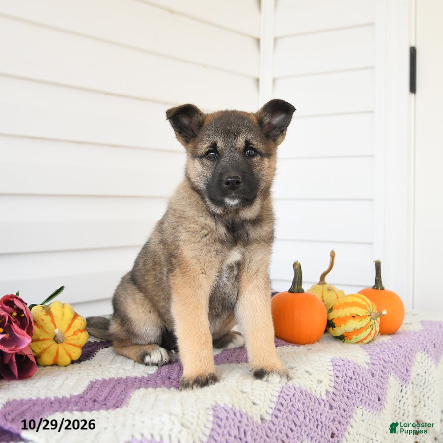 Mixed Breed dogs for sale: Avery - Ad 1