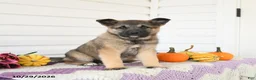 Mixed Breed dogs for sale: Avery - Ad 1