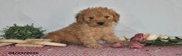 Goldendoodle dogs for sale: Marla - Ad 4