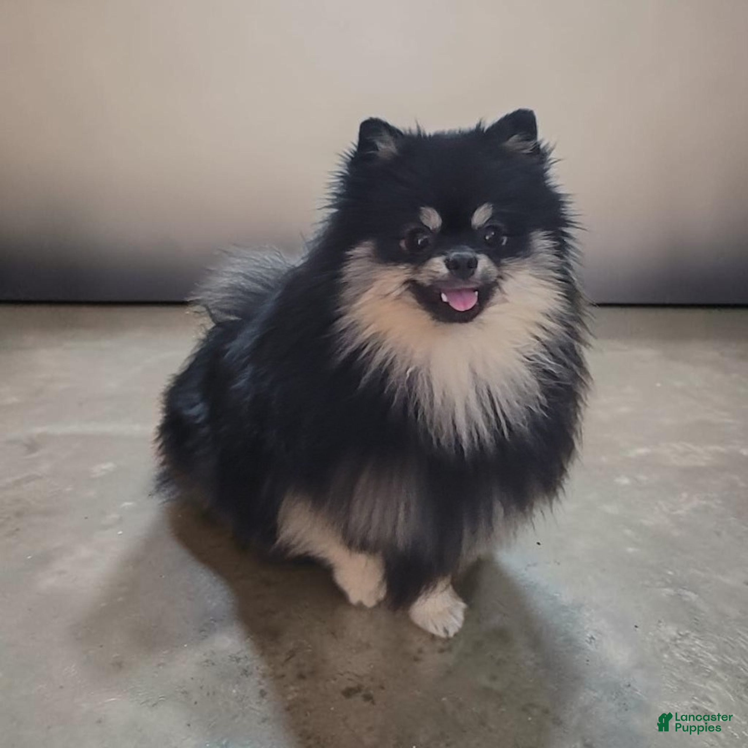 Pomeranian dogs Barney - Ad 29