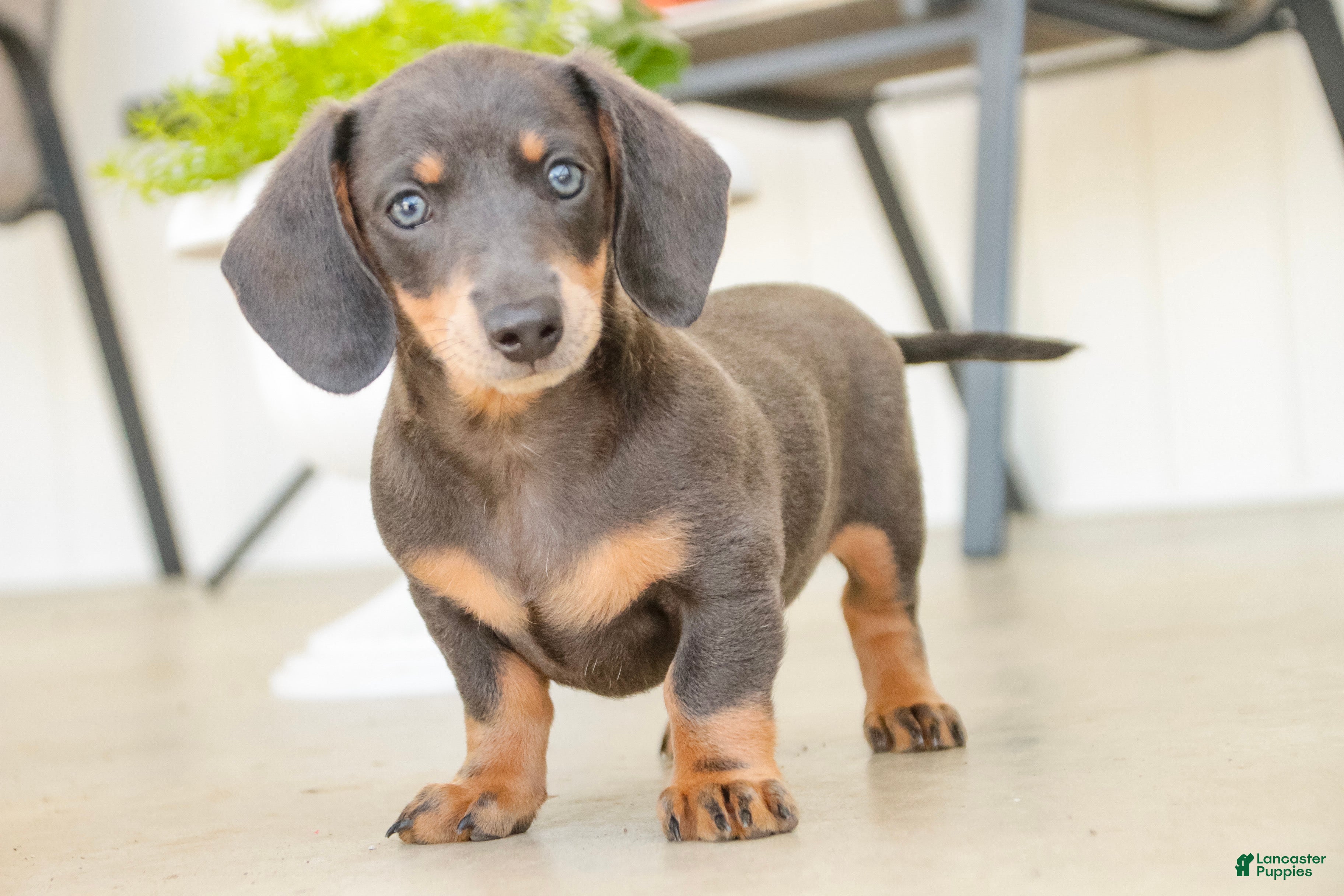 Miniature Dachshund dogs GiGi - Ad 1