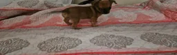 Chihuahua dogs for sale: Davey - Ad 3