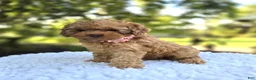 Cocker Spaniel dogs for sale: Kristina - Ad 4