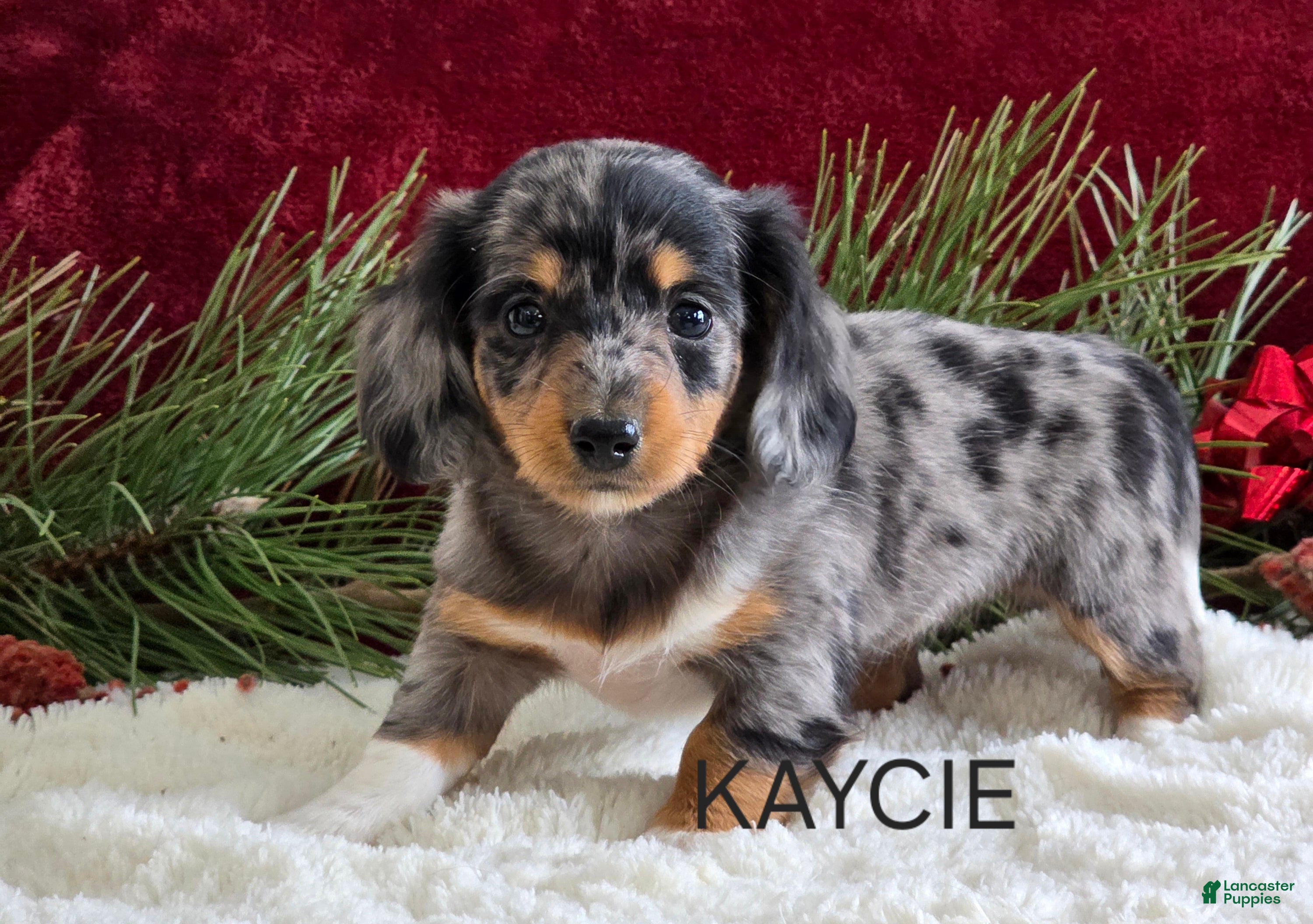 Miniature Dachshund dogs for sale: Kaycie - Ad 1