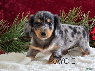 Miniature Dachshund dogs Kaycie - Ad 16