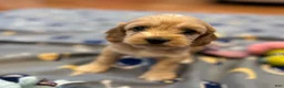 Cockapoo dogs for sale: Buff boy  - Ad 5