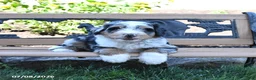 Mini Bernedoodle dogs for sale: Lucky - Ad 4