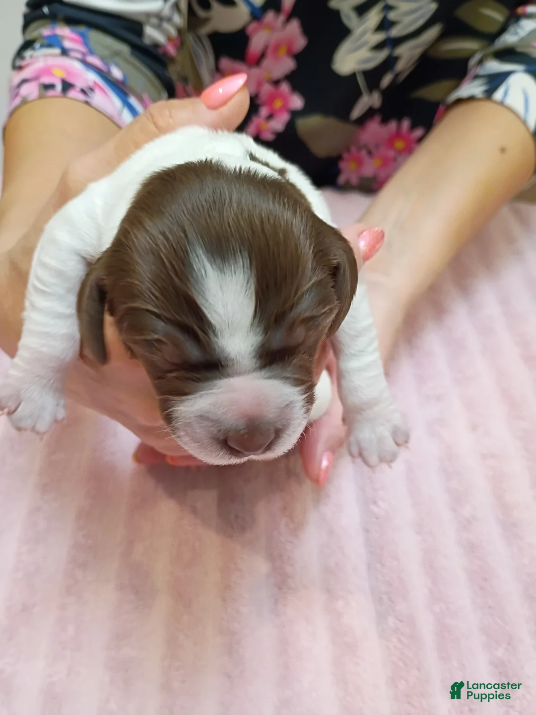 Brittany Spaniel dogs for sale: Brittany Spaniel 5 - Ad 1