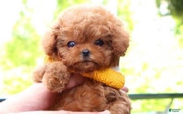 Toy Poodle dogs Toy Poodle 1 - Ad 2