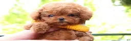 Toy Poodle dogs for sale: Toy Poodle 1 - Ad 2