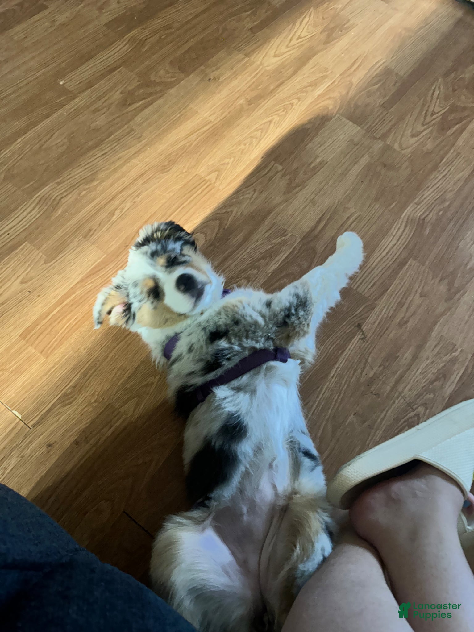 Australian Shepherd dogs Australian Shepherd Puppy 1 - Ad 7