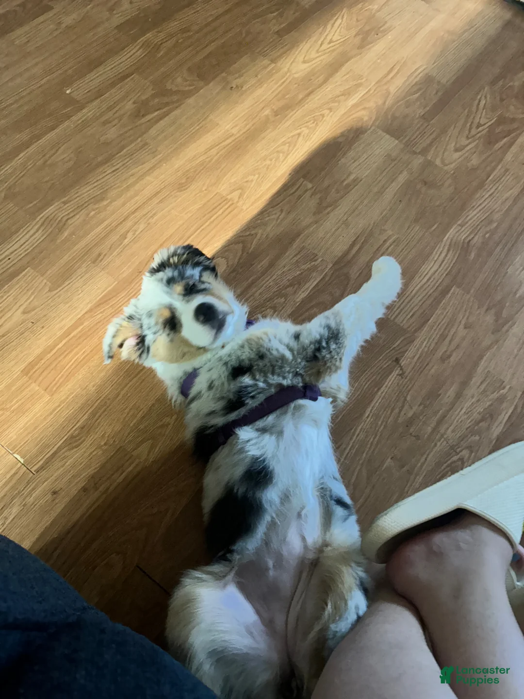 Australian Shepherd dogs for sale: Australian Shepherd Puppy 1 - Ad 1