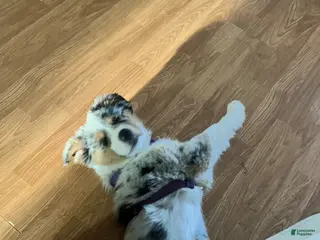 Australian Shepherd dogs Australian Shepherd Puppy 1 - Ad 7