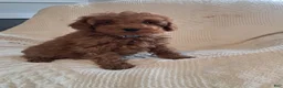 Miniature Poodle dogs for sale: Lucky - Ad 5