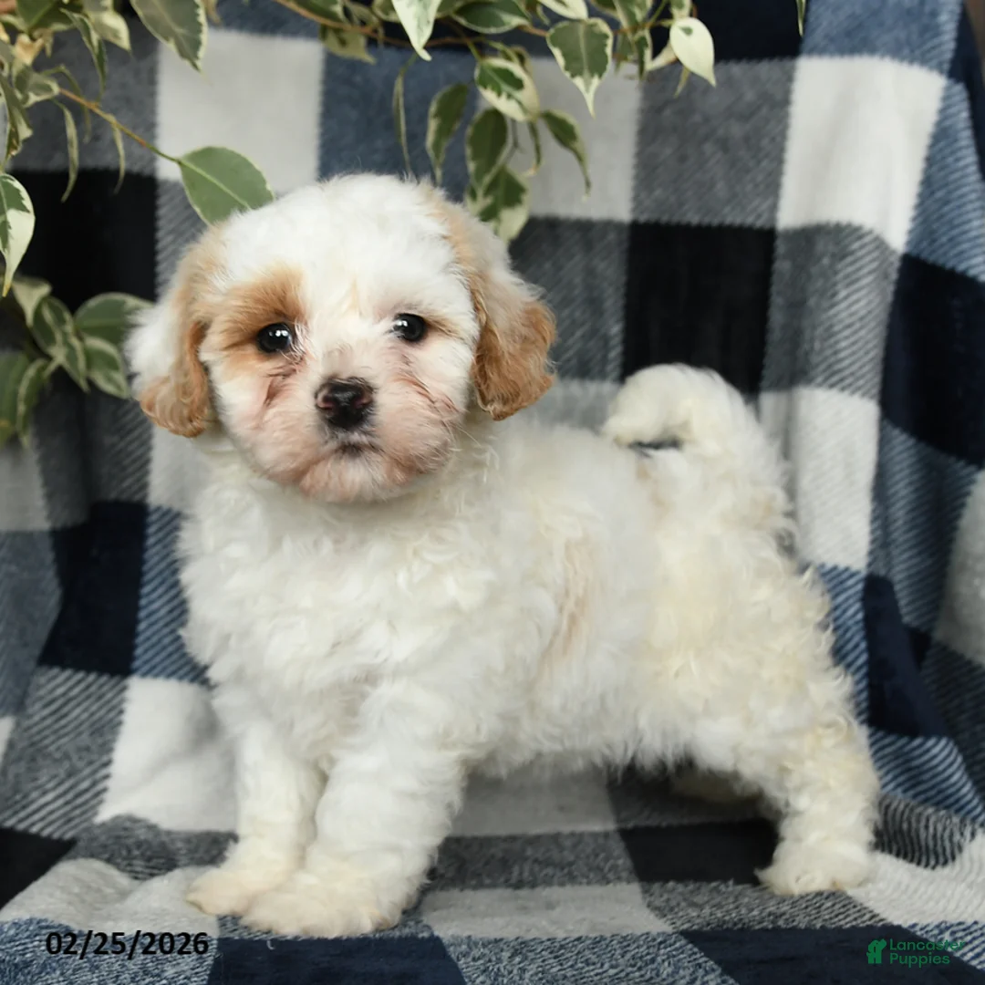 Mixed Breed dogs for sale: Daisy - Ad 4