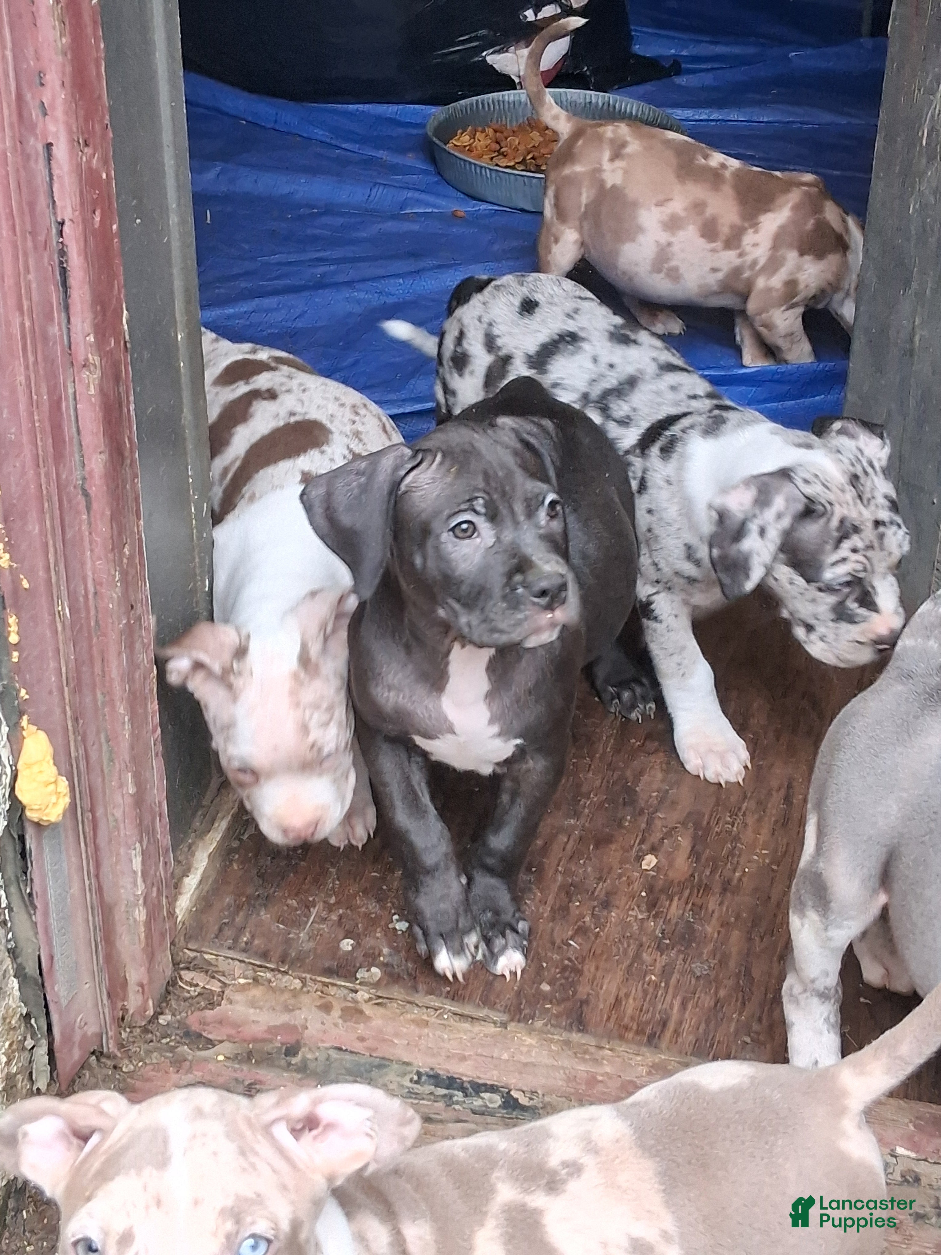 American Bully dogs American Bully Puppy 3 - Ad 41