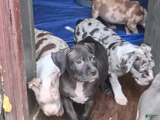 American Bully dogs American Bully Puppy 3 - Ad 41