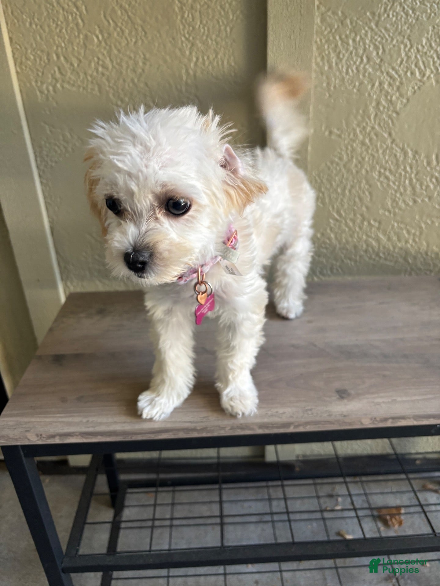 Maltipoo dogs Lolly - Ad 2