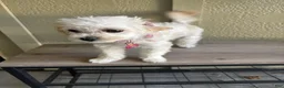 Maltipoo dogs for sale: Lolly - Ad 2