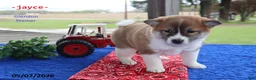 Shiba Inu dogs for sale: Jayce - Ad 5