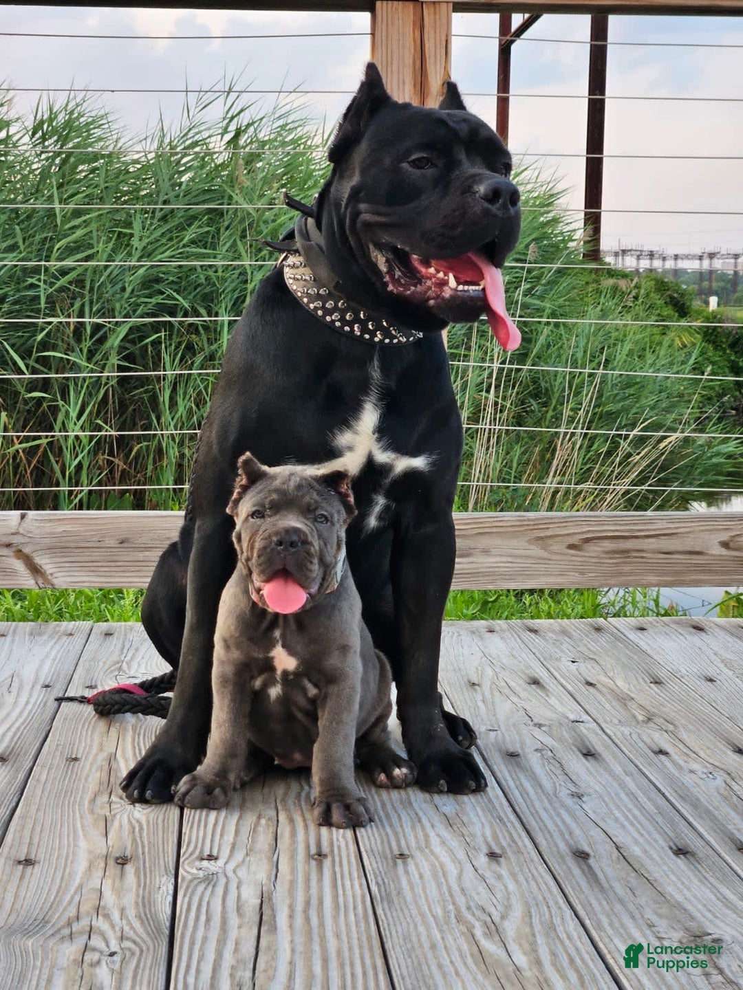 Gallery Image {{count}}