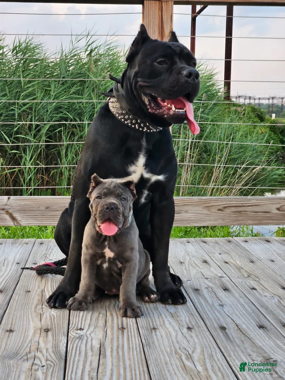 Gallery Image {{count}}