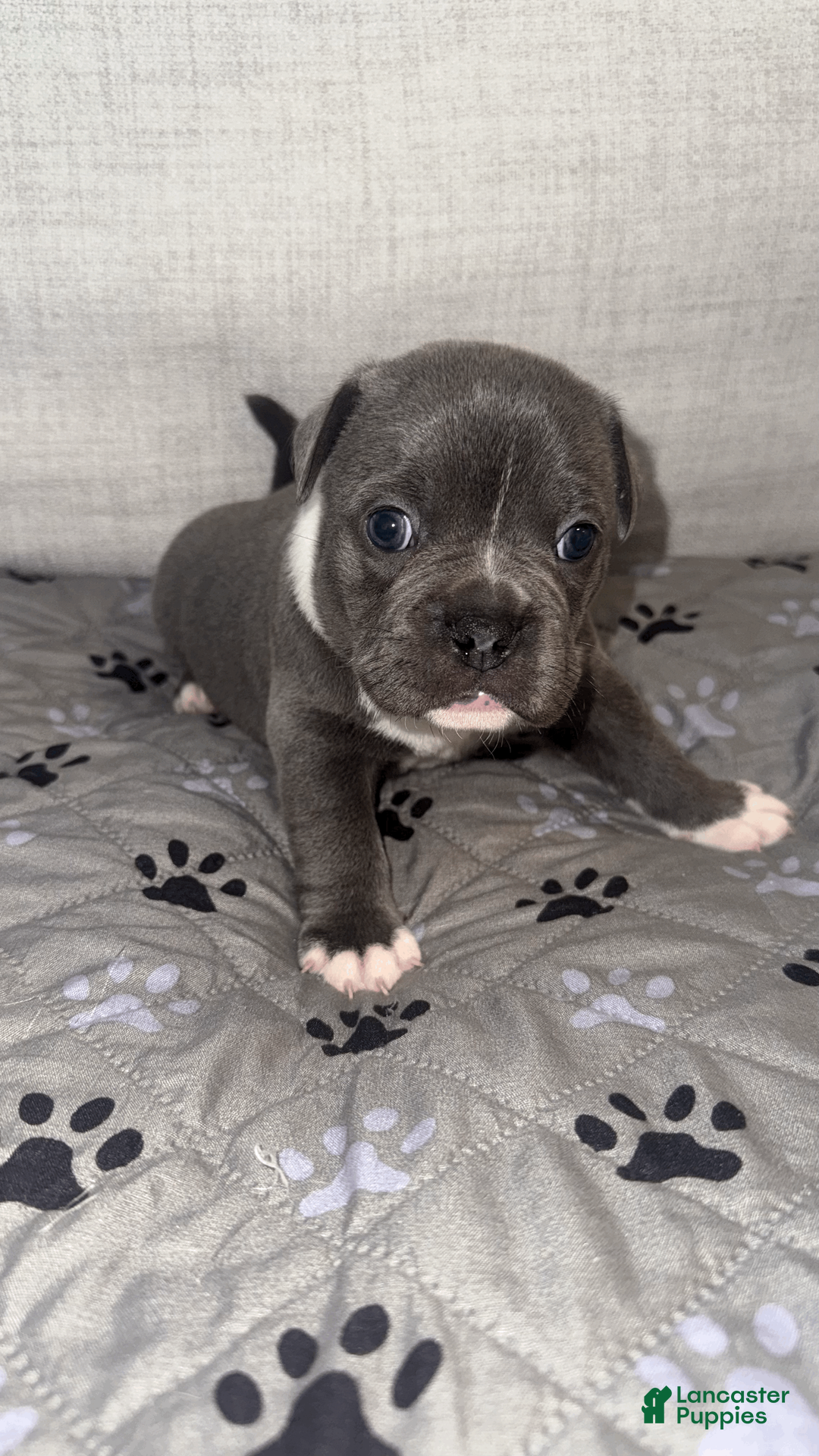 Mixed Breed dogs for sale: Black Merle Split Face, Micro Bully Female - Ad 15