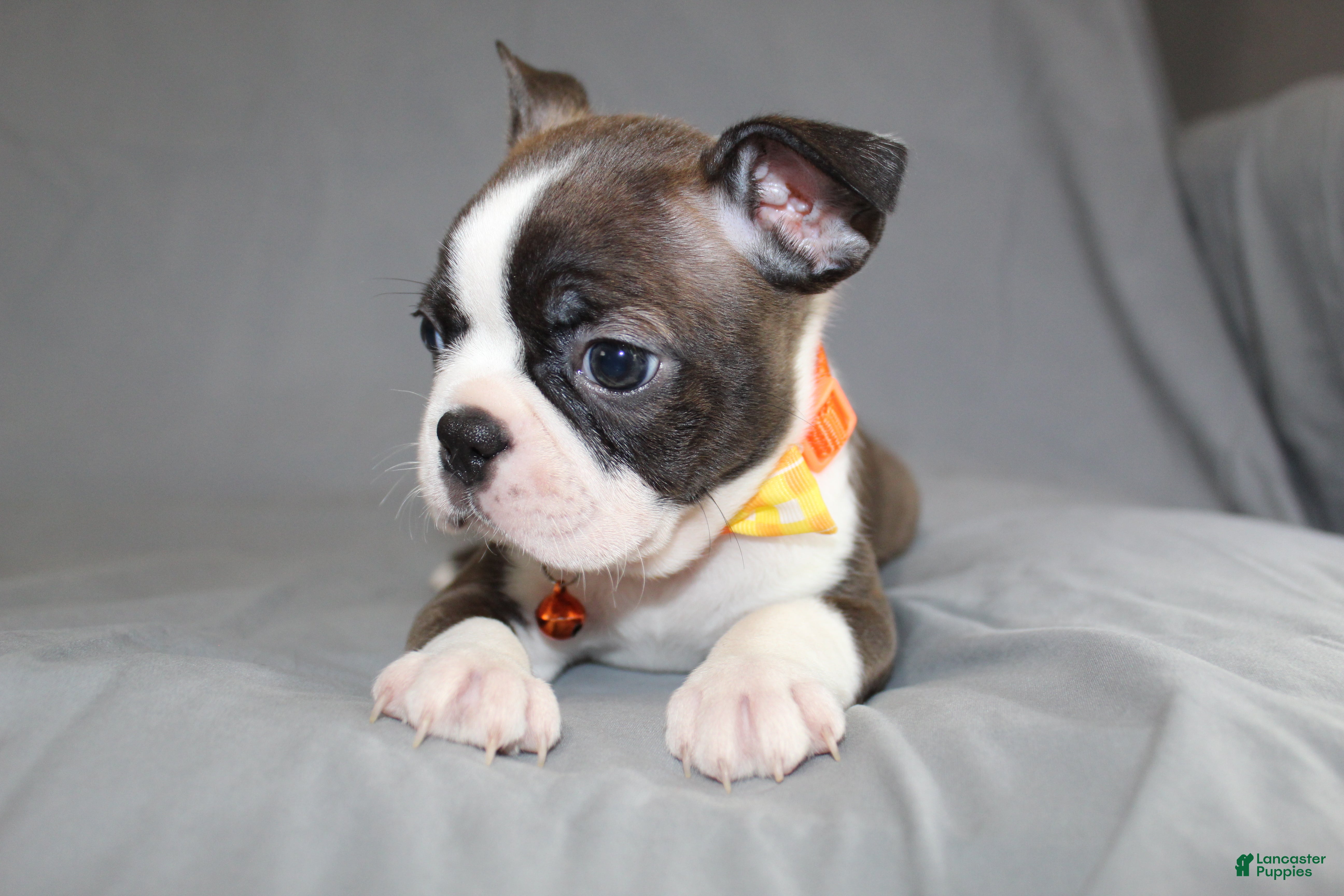 Boston Terrier dogs Demi - Ad 2