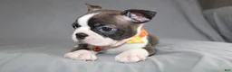Boston Terrier dogs for sale: Demi - Ad 2