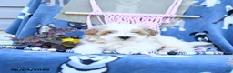Maltipoo dogs for sale: Allen - Ad 3