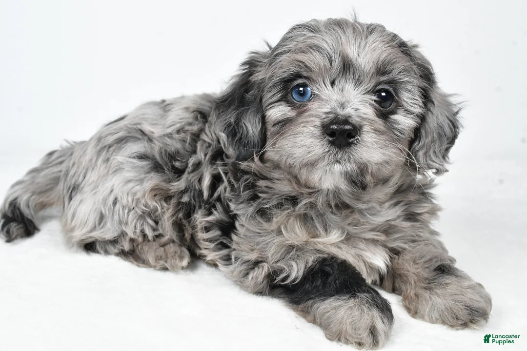 Yorkiepoo dogs for sale: River - Ad 9