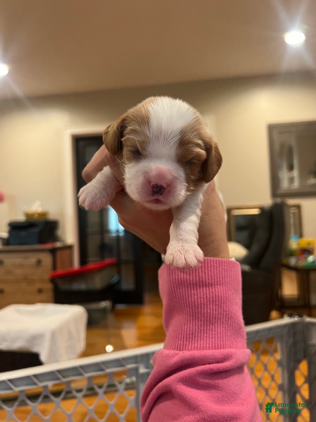 Cavalier King Charles Spaniel dogs for sale: Girl 1  - Ad 20