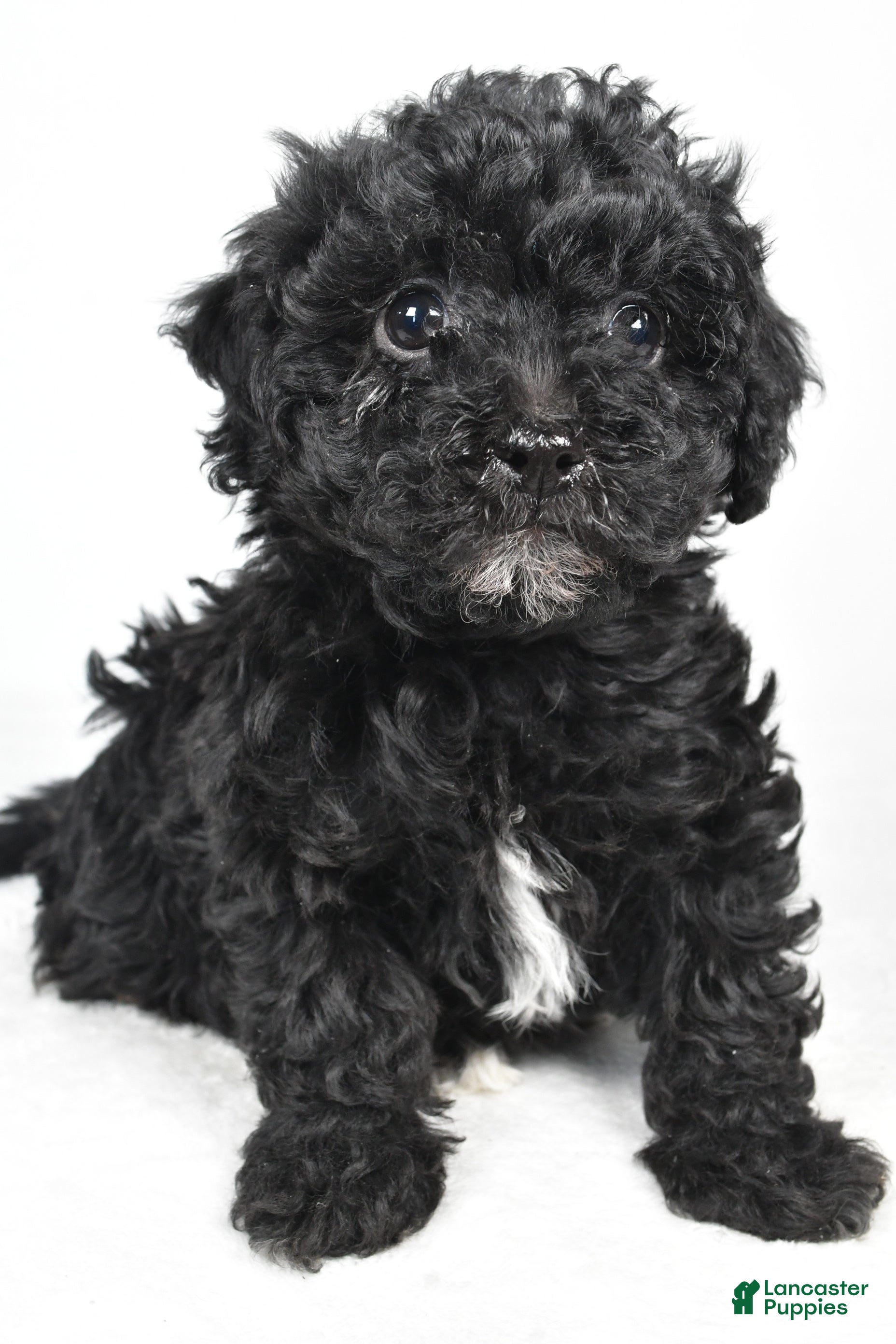 Yorkiepoo dogs Rina - Ad 5
