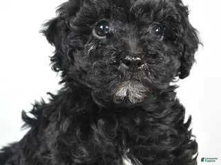 Yorkiepoo dogs Rina - Ad 5