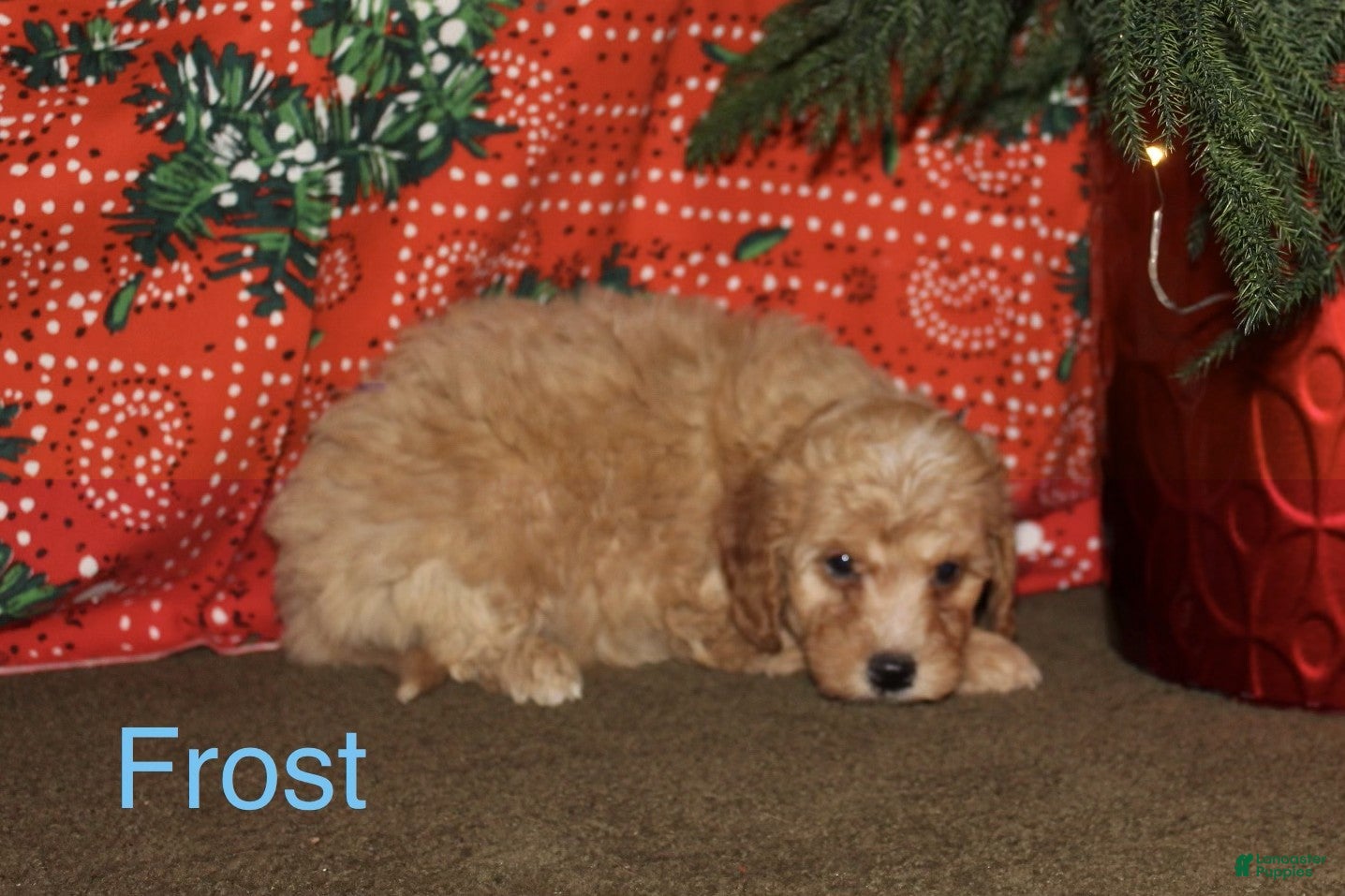 Mini Goldendoodle dogs Frost - Ad 27