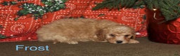Mini Goldendoodle dogs for sale: Frost - Ad 1